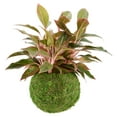 thumbnail image 4 of Arcadia Garden Products 8.5x7.5" Kokedama, Set of 2, 4 of 5
