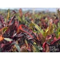 thumbnail image 3 of Nature's Way Farms Croton Mamey Live Plant (25-30 in. Tall) in Grower Pot, 3 of 4