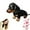 Black, variant on The Dachy 2.0, Dachy 2.0 Ai Powered Plush Dog, Ealistic Dachshund Plush Sofa Ornaments and Decorations, The Comfort Hug You Have (Black)