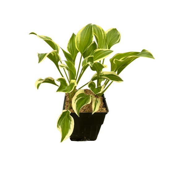 So Sweet Hosta - Plantain Lily - Perennial - Quart Pot