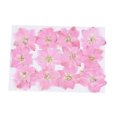 thumbnail image 5 of Cateissary 12 piezas de flores secas, espécimen prensado teñido Natural en gran comodidad, suministros para álbumes de recortes para carcasa de Type2 NO2 Cateissary CBP228501, 5 of 5