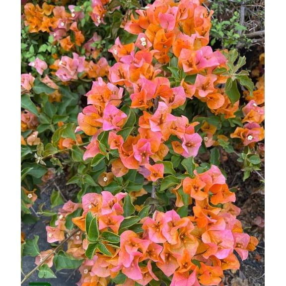 Set of 2 Orange Bougainvillea Plant Live Bougainvillea Vine Climbing Flowers Well Rooted, 4-6"Tall