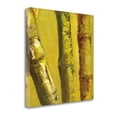 thumbnail image 2 of Tangletown Art, 20 x 20 "Bamboo Columbia IV " by Tita Quintero, Gallery Wrap Can, 2 of 2