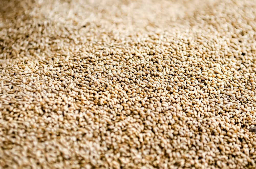 Climax Timothy Grass Seeds for Planting - Cover Crop, Hay Grass, Deer, Wildlife Food Plot Seed (5 Pounds)