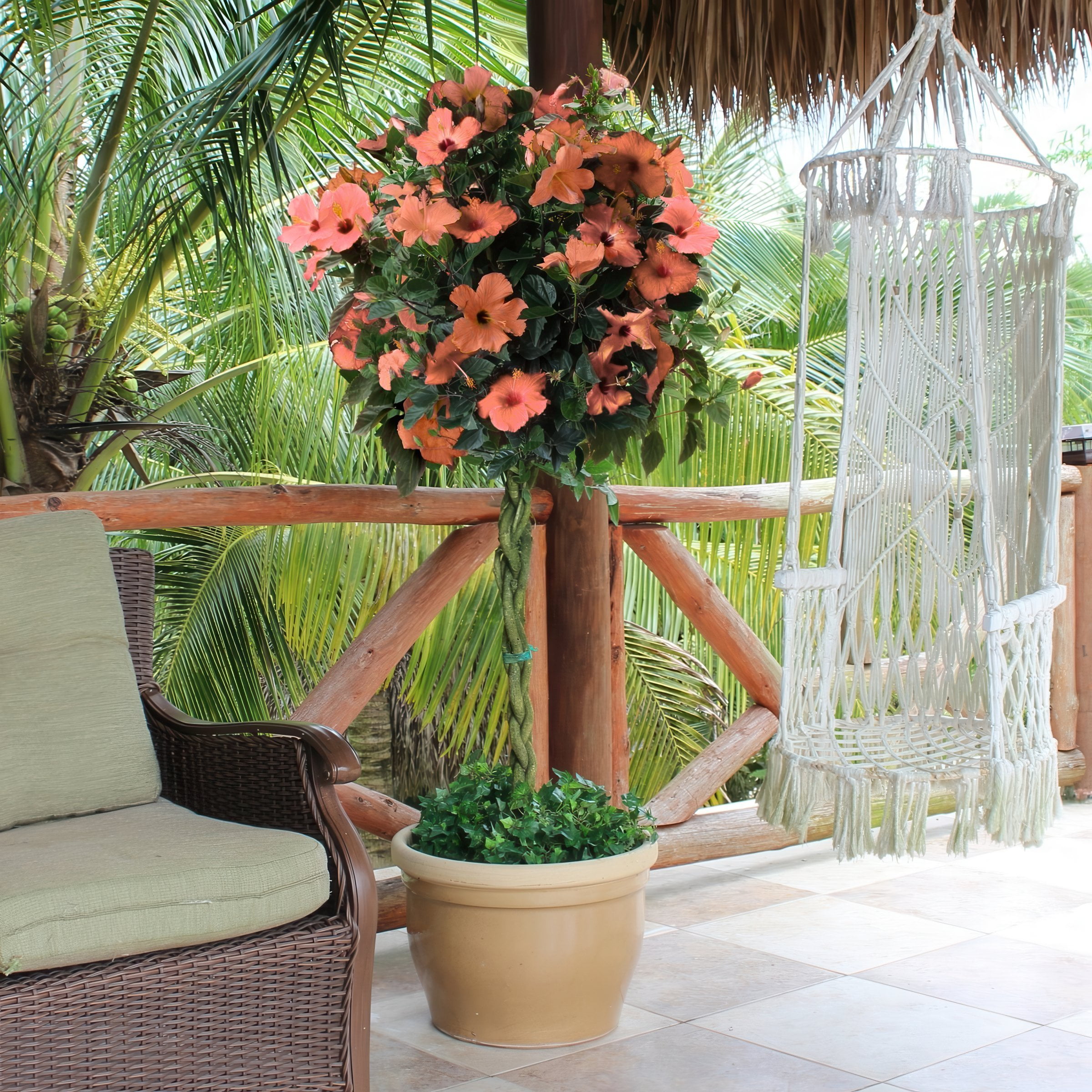 2 gal. Hibiscus Peach Braided Live Annual Tree with Peach Flowers