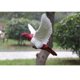 thumbnail image 2 of Estatua De Pájaros Falso Grúa De Paloma Artificial - Decoración Divertida De Adornos De Esculturas - Figuras De De 5 Macarena Decoy Pigeon Artificial, 2 of 8