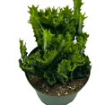 thumbnail image 3 of Green Crested African Milk Tree, 6 inch Pot, Twisted Euphorbia Trigona, Rare Mutation All Green, 3 of 9