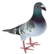 thumbnail image 1 of Paloma emplumada artificial Paloma falsa Pájaro de espuma artificial para decoración (estilo aleatorio), 1 of 7
