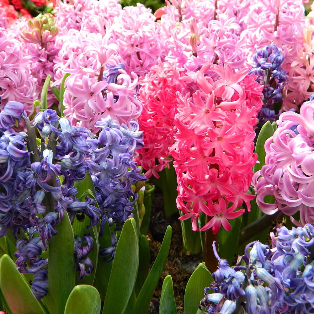 300x Real Hyacinth Seeds Easy To Grow Mixed Color Flower Seeds For Home Garden