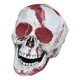 thumbnail image 1 of ZHAOCHENG Esqueletos de Halloween de plástico realistas, simulación falsa, modelo de cráneo humano, hueso de cabeza, accesorio de Halloween, esqueleto mini realista, decoración espeluznante de Hallowe, 1 of 5