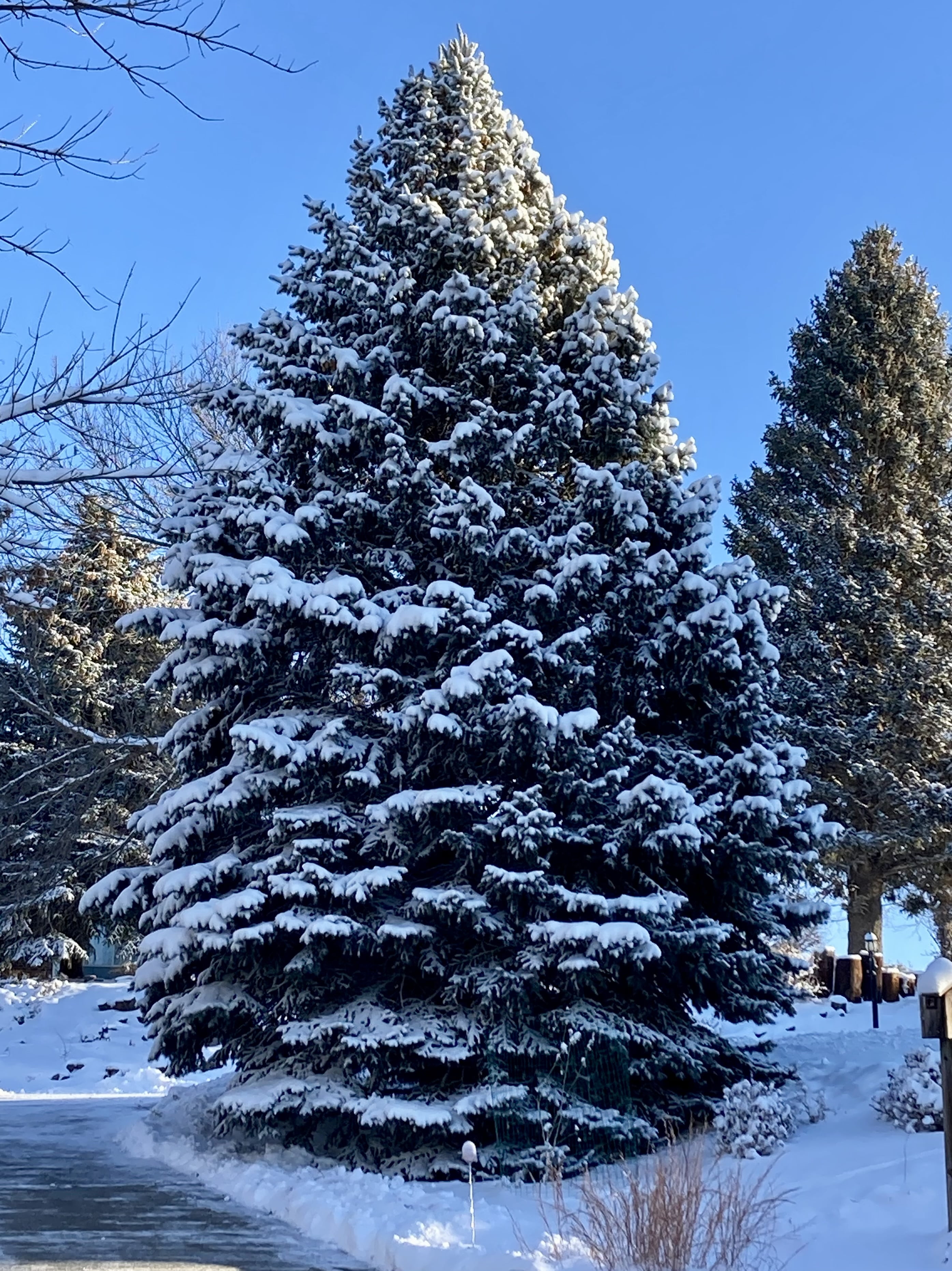 Expert Gardener 3.25G Colorado Blue Spruce Evergreen Live Shrub, Full Sun