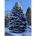 thumbnail image 4 of Expert Gardener 3.25G Spruce Colorado Blue Evergreen Live Shrubs Full Sun Green, 4 of 6
