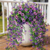 Outdoor Hanging Flowers