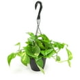 Element By Altman Plants 6" Golden Pothos Plant Live in Hanging Planter