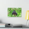 thumbnail image 3 of Majestic Fruit Bat Hanging on a Tree in the Forest Unframed, 3 of 18