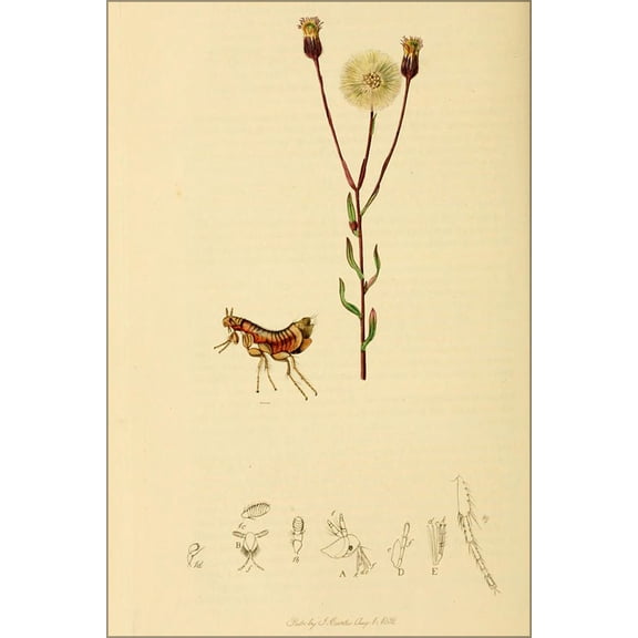 24"x36" Gallery Poster, Yellow Bat Flea The plant is Erigeron acer (Blue Fleabane)