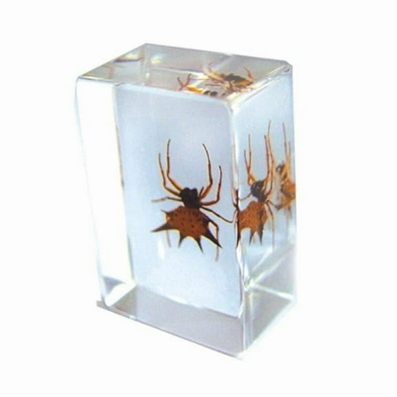 Ed Speldy East PW110 Real Bug Paperweight Regular-small-Spiny spider