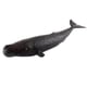 thumbnail image 2 of Figuras de ballenas realistas Ballena Realista Modelo Animal Educación Figura Suave Juguete Para Niños Ballena De Esperma Ballena de esperma Fanmusic Figuras de ballenas realistas, 2 of 6