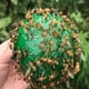 thumbnail image 5 of Yuarrent Atrapamoscas para exteriores, resistente a los arañazos y a los impactos, de 4 piezas, para abejas y moscas, engomado de línea suave Jardín y Patio fruta verde 1, 5 of 6