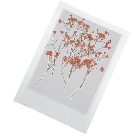 EHJRE 12 Pieces Beautiful Pressed Dried Flower For Art Craft Card Making
