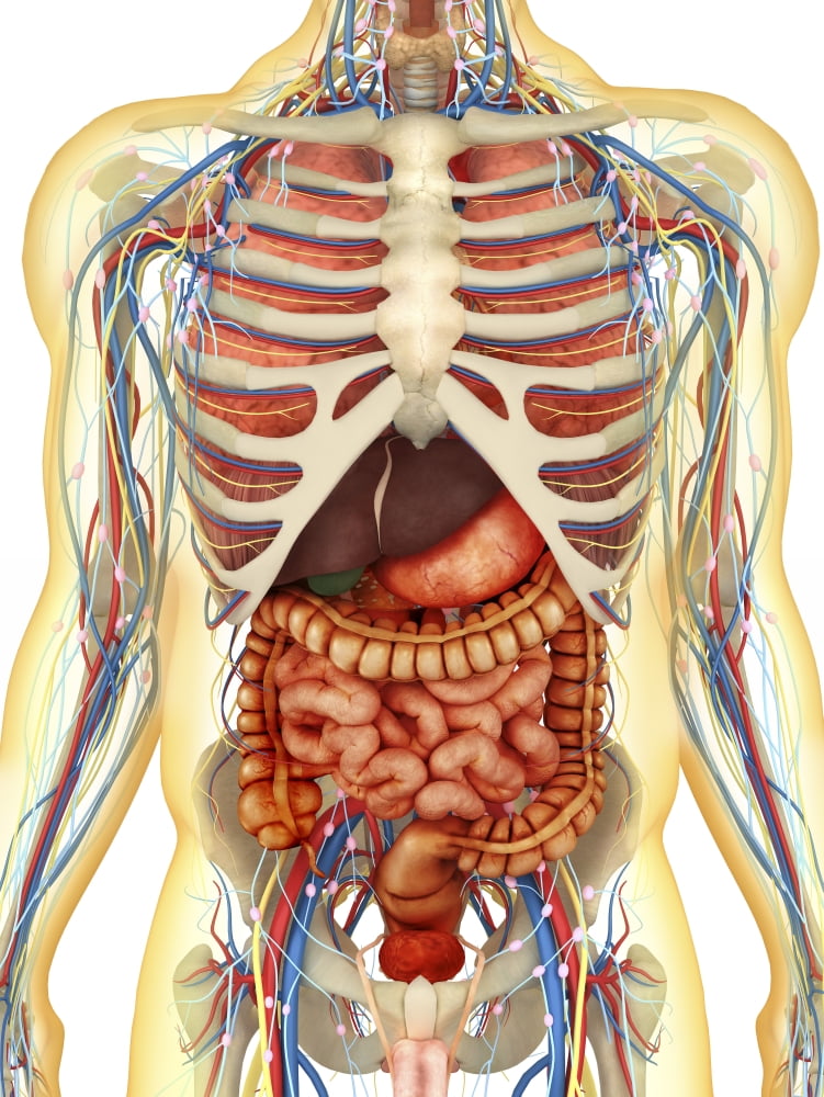 Transparent human body with internal organs nervous system lymphatic
