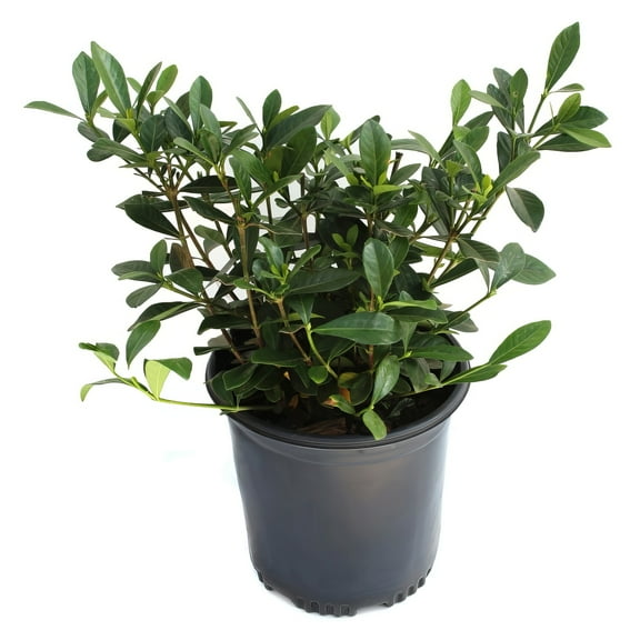 1 gal Gardenia 'August Beauty' Live Shrub with Partial Sunlight
