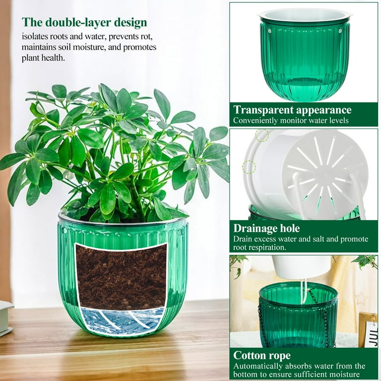 string of pearls plant indoors String of Pearls Houseplant  Easy To Grow Bulbs