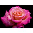 thumbnail image 1 of Pintura de diamante (DB3189) Flor 5D DIY Bordado cuadrado Kit de punto de cruz 50x70cm FLhrweasw Nuevo, 1 of 1