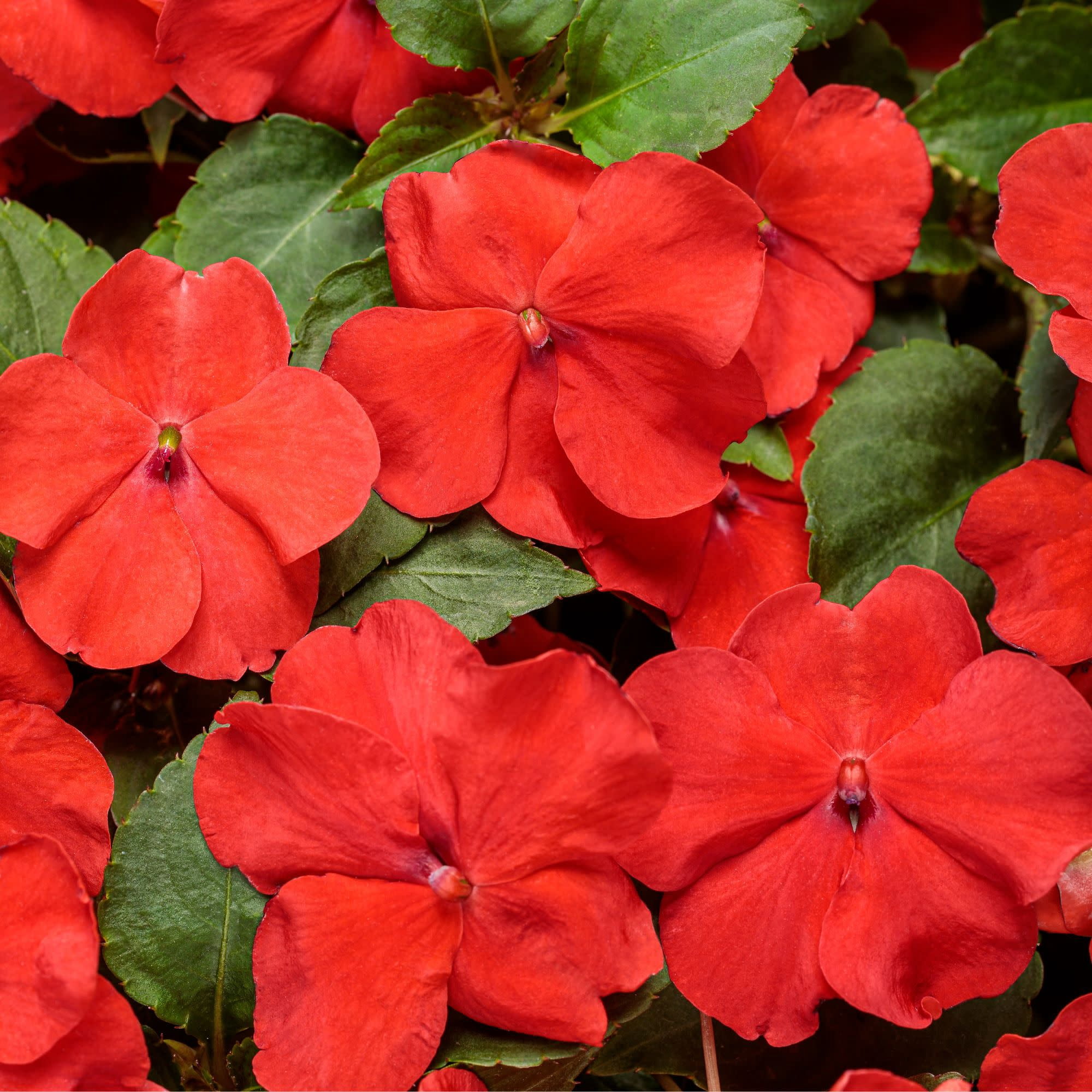 Proven Winners 4"  Soprano Bright Red Bedding Impatiens Live Plant in 4.25" Pot (4 Count)