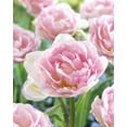 thumbnail image 1 of TASC Tulip Double Late Angelique, 1 of 2