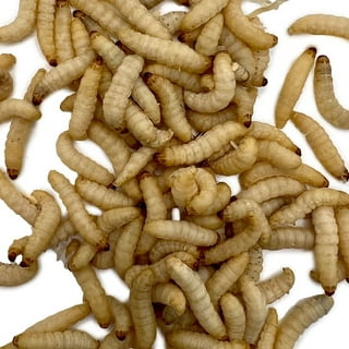 UK Wax Worms, Live Waxworms
