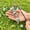 Blue, variant on Mini Mirror Ball Garden Stake Set Outdoor Decorative Plant Stakes Disco Ball Yard Ornament Metal Lawn Decor for Flower Pots Patio Pathway Party Garden Gift Landscape Decoration for All Seasons(green)