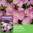 thumbnail image 3 of 5 Pack Showy Evening Primrose Seeds - Pink Ladies - Perennial Full Sun Flower, 3 of 8