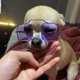 thumbnail image 1 of Violte Gafas para Mascotas, para Mascotas, para Tomar Fotos de Mascotas, Accesorios para Mascotas, Suministros para Gatos, Gafas para Gatos, 1 of 4