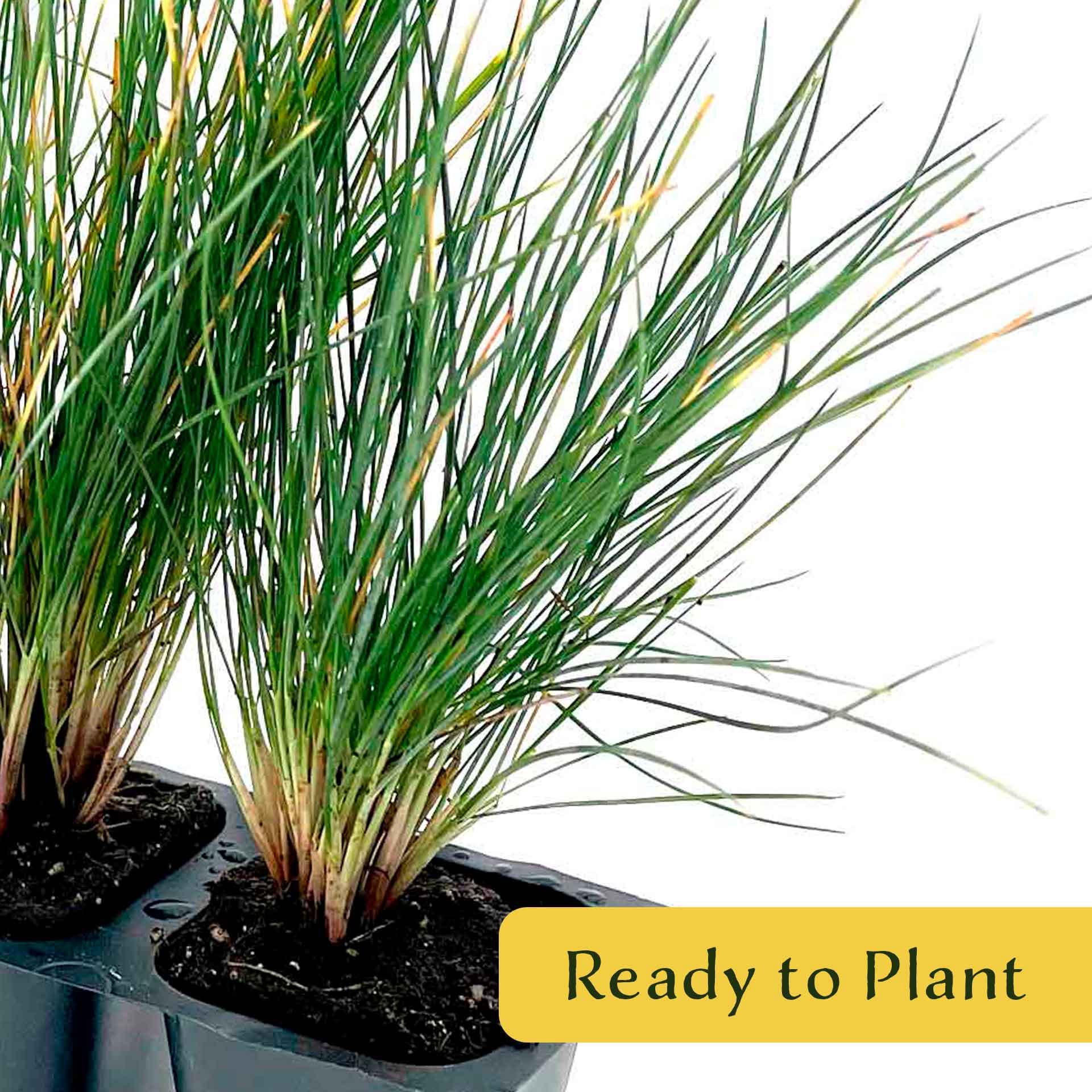 12 Elijah Blue Fescue – Compact Silvery-Blue Evergreen Ornamental Grass for Borders, Edging & Rock Gardens (Festuca ovina ‘Elijah Blue’) in 2.5” Cubes, Live Plants