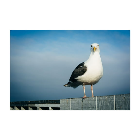 Seagull in Santa Cruz - Santa Cruz California Photography Unframed Wall Art Print 5 x 7 inches