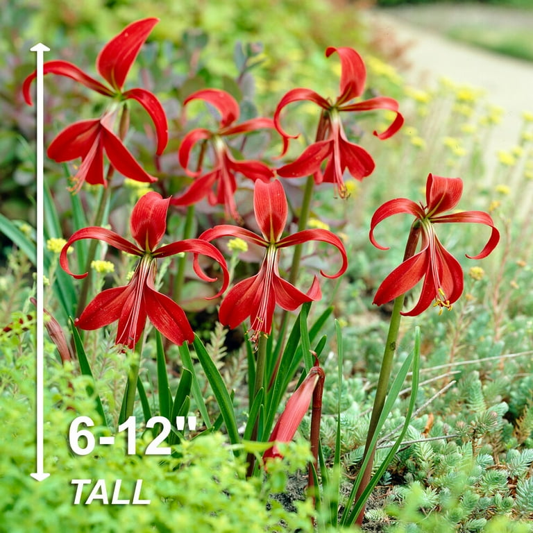 Free Shipping! Garden State Bulb Aztec Lily Sprekelia Flower Free Shipping! Garden State Bulb Aztec Lily Sprekelia Flower