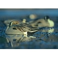 thumbnail image 2 of Fitzharris, Tim 24x18 Black Ornate Wood Framed with Double Matting Museum Art Print Titled - Northern Pintail Drake Snoozing, 2 of 4
