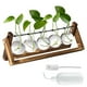 thumbnail image 1 of Terrario para Plantas con Soporte, Soporte para Terrario con 5 Macetas de Vidrio para Plantas de Interior, Soporte para Plantas de Casa, Decoración del Hogar y la Oficina, 1 of 9