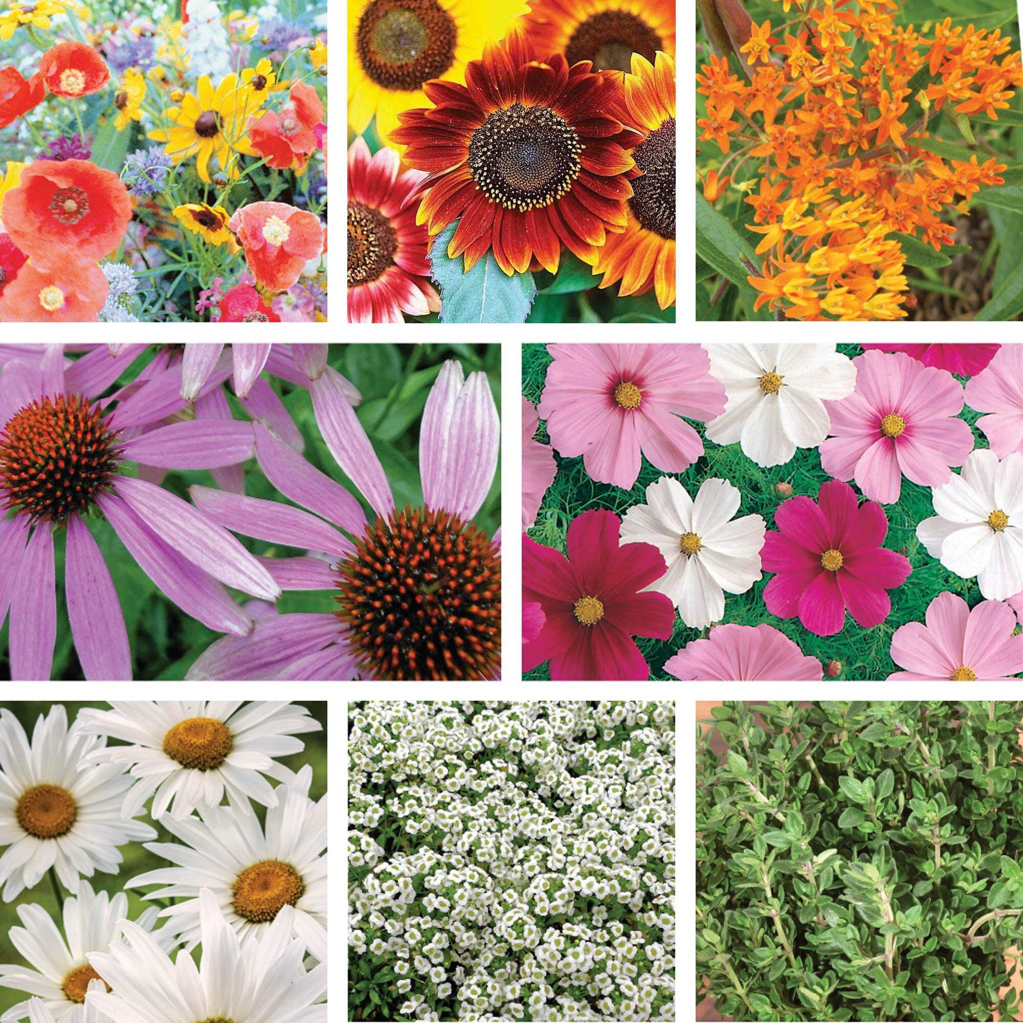 Ferry-Morse Pollinator Wildflower Garden Non-GMO Seed Variety Pack - 8 Pack