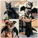 thumbnail image 4 of Alas de murciélago para perros y gatos de Halloween con estampado único, disfraces de Halloween para perros pequeños para gatos, cachorros, disfraz de Halloween para gatitos para perros chihuahua, 4 of 4
