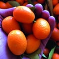 thumbnail image 4 of Mermelada EXTRA DE naranja japonesa CENTRAL DE MERMELADAS FRASCO DE VIDRIO 235 g, 4 of 5