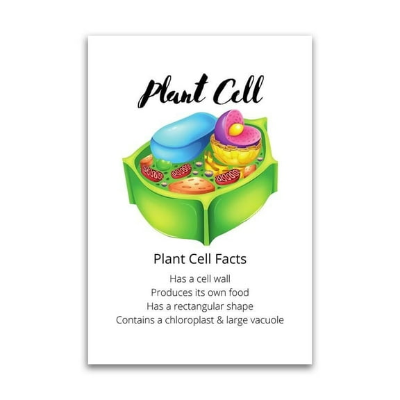 Plant Cell Facts Poster - Educational Science For Highschool Middleschool Kids Homeschool Classoom Inch Premium Gloss Poster - For Classrooms Dorms And Home Decor - Made in USA