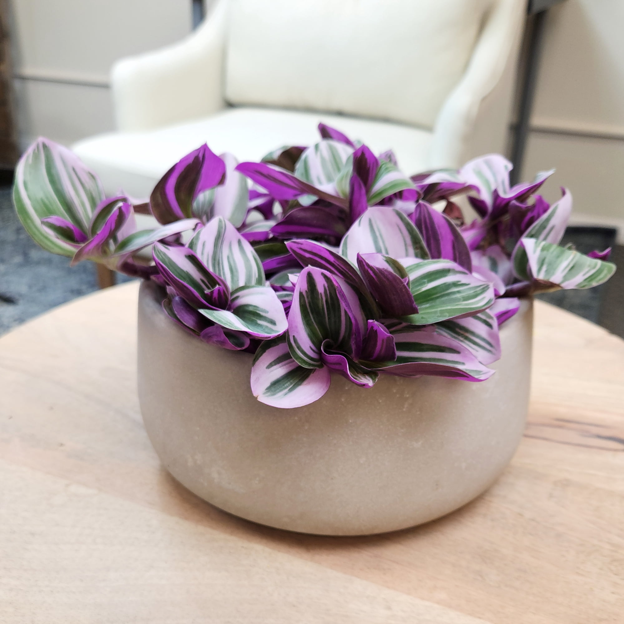 Altman Plants Multicolor Tradescantia 'Nanouk' Multipack in 4" Grower Pots (4 Count)