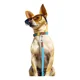 thumbnail image 1 of Collar Con Correa Para Perro Chico Y Mediano, 1 of 8
