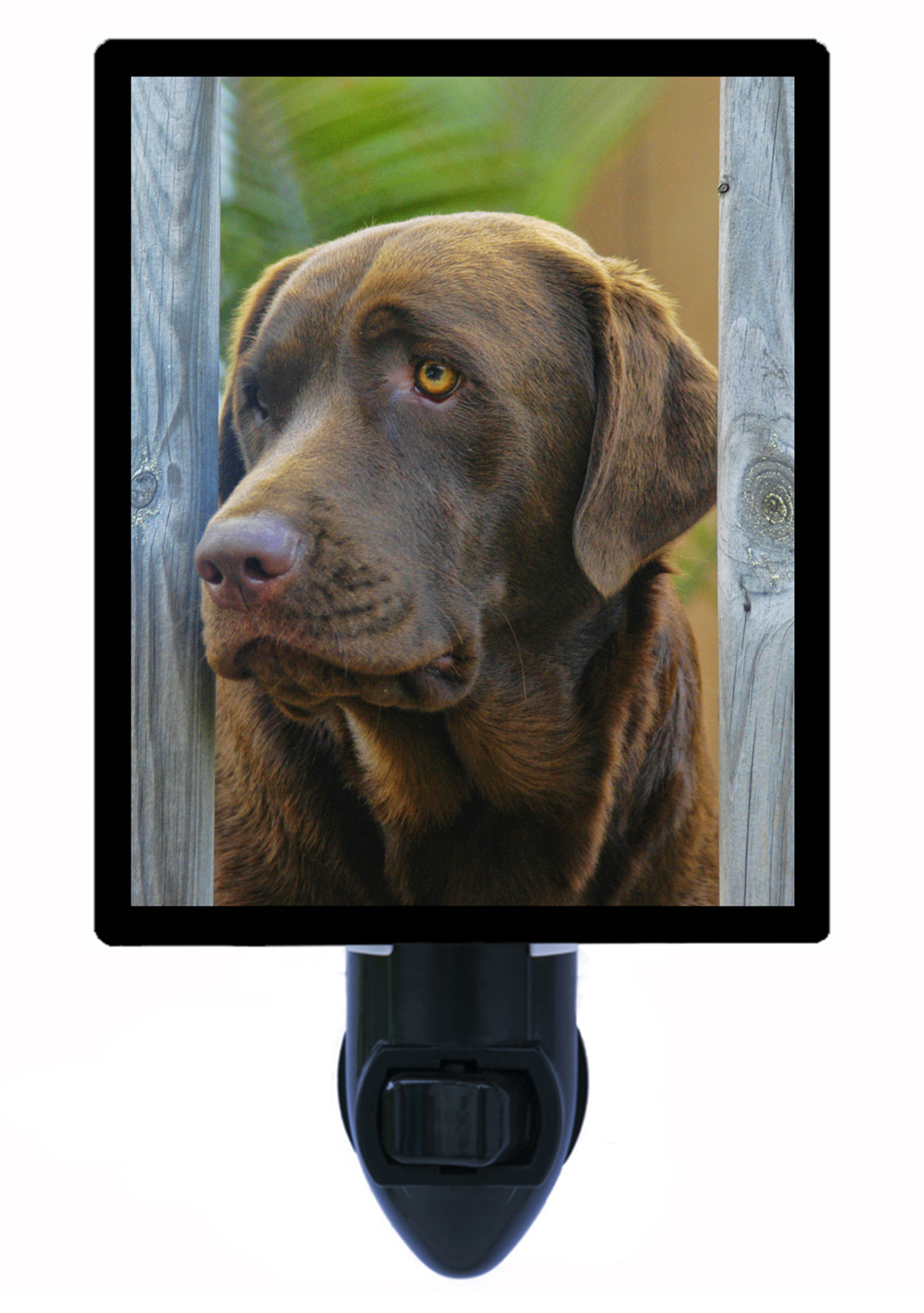 Labrador Retriever Decorative Photo Night Light Plus One Extra Free Switchable Insert. 4 Watt