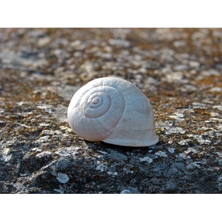 - Framed Art for Your Wall Lichen Spiral Stone Snail 10x13 Frame