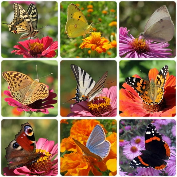 Earthcare Seeds 1000 Butterfly Garden Flower Plant Seeds, Heirloom