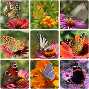 Earthcare Seeds - Butterfly Garden Flower Seeds 1000 Seeds (15 Seed Varieties Butterfly Special Mix) Heirloom - Open Pollinated