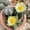 C, variant on Live hybrid  Echinopsis Cactus Plant, Easy Care Flowering Succulent